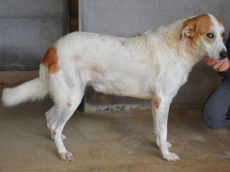 Adotta un cane, maschio, 4 anni  e 5 mesi , Roma