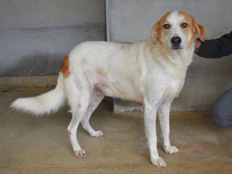 Adotta un cane, taglia media, maschio, Roma