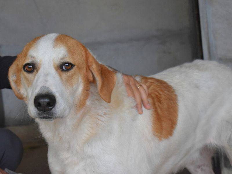 Vuoi adottare un cane a Roma?