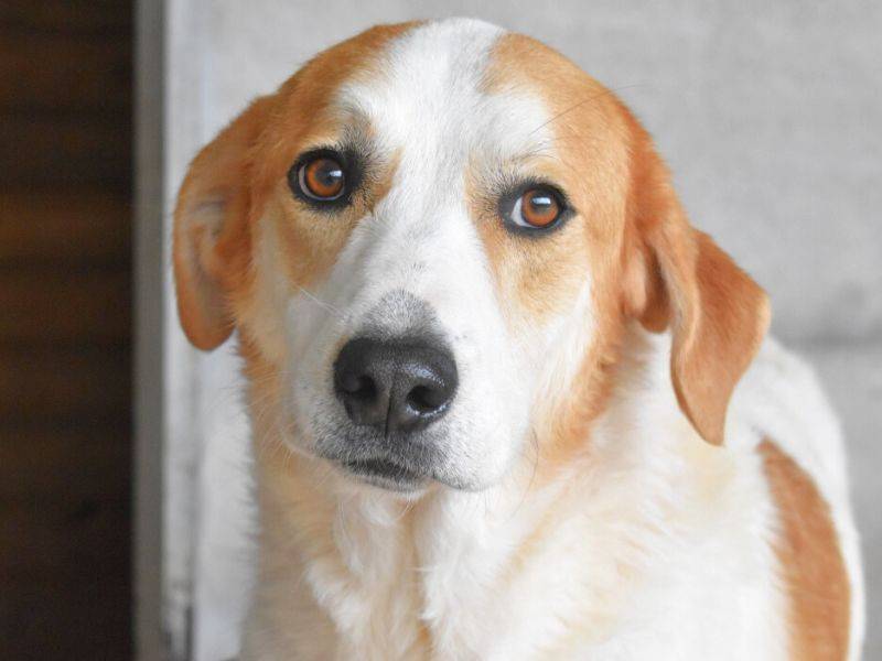 Adotta il cane Maximino a Roma