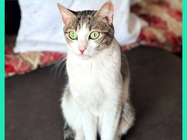Foto dell'animale