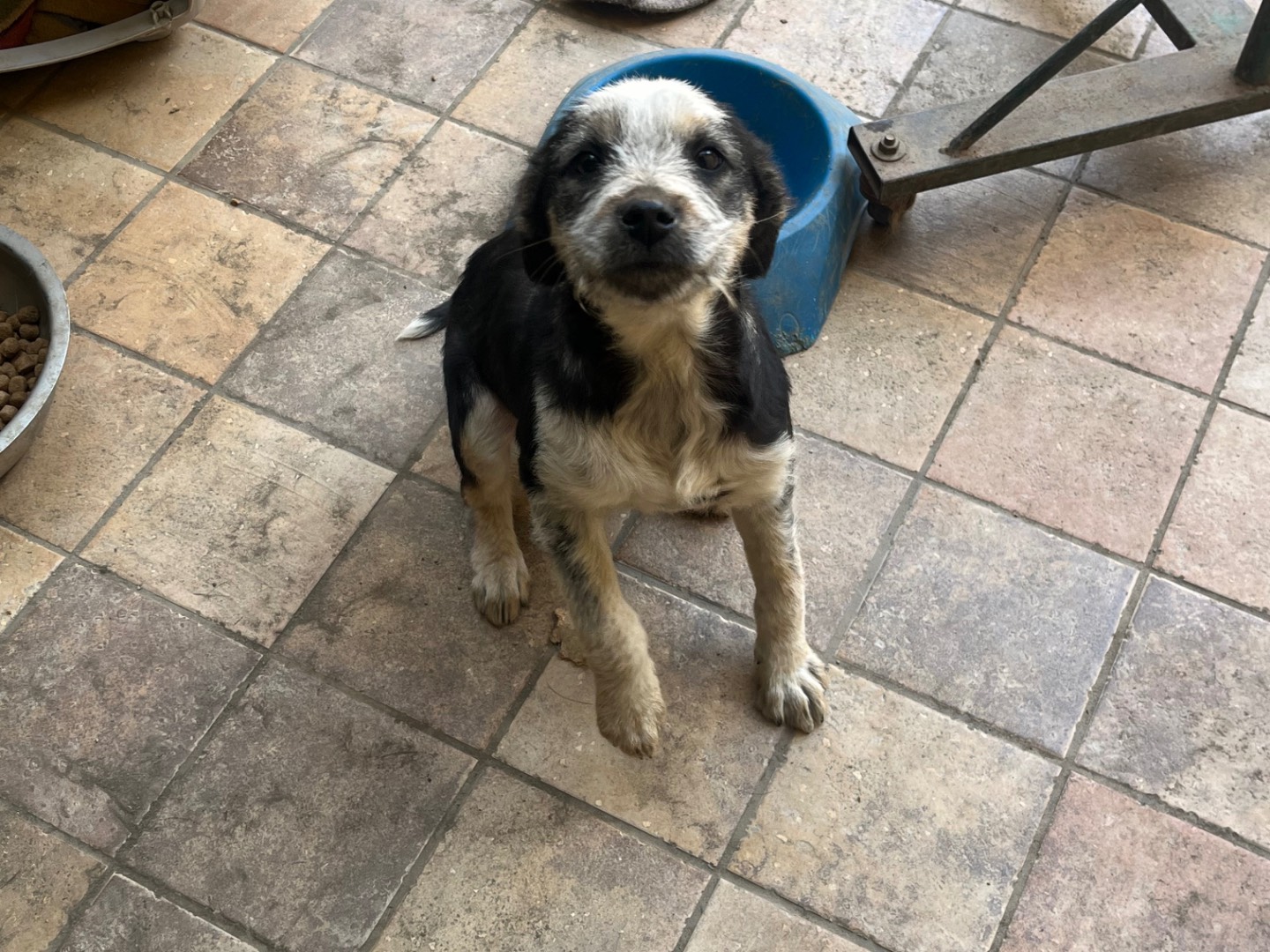 Adotta un cane, maschio, 2 mesi, Avellino