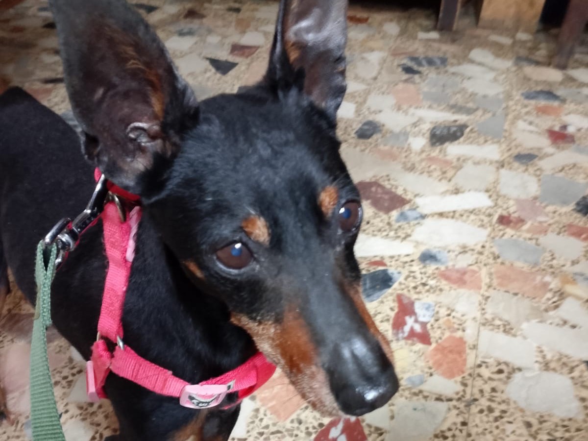 Adozione cane, maschio, Pinscher Razza sconosciuta, 9 anni  e 10 mesi , taglia piccola, Crotone
