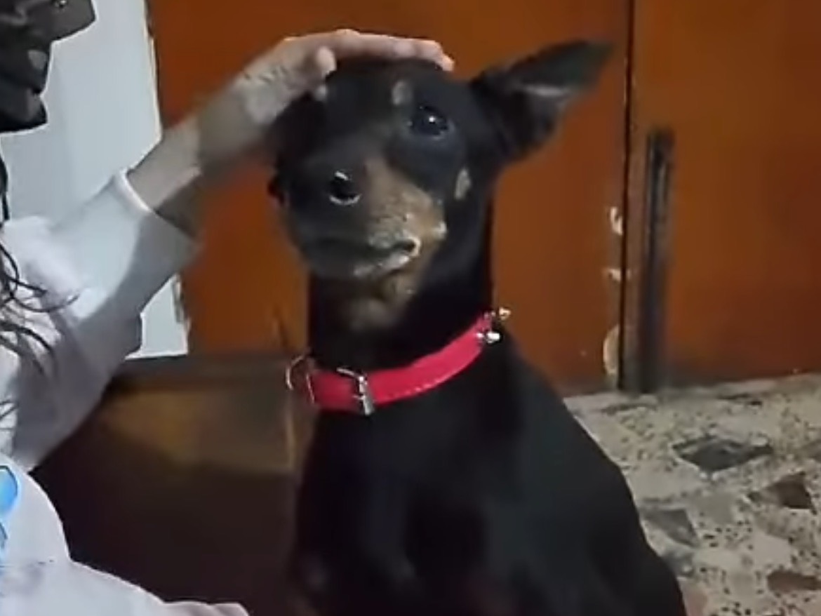 Adotta un cane, maschio, 9 anni  e 10 mesi , Crotone