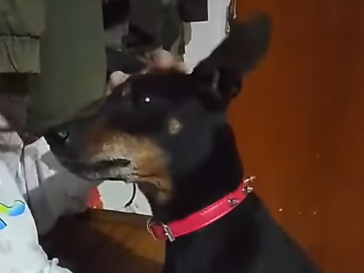Adotta un cane, taglia piccola, maschio, Crotone