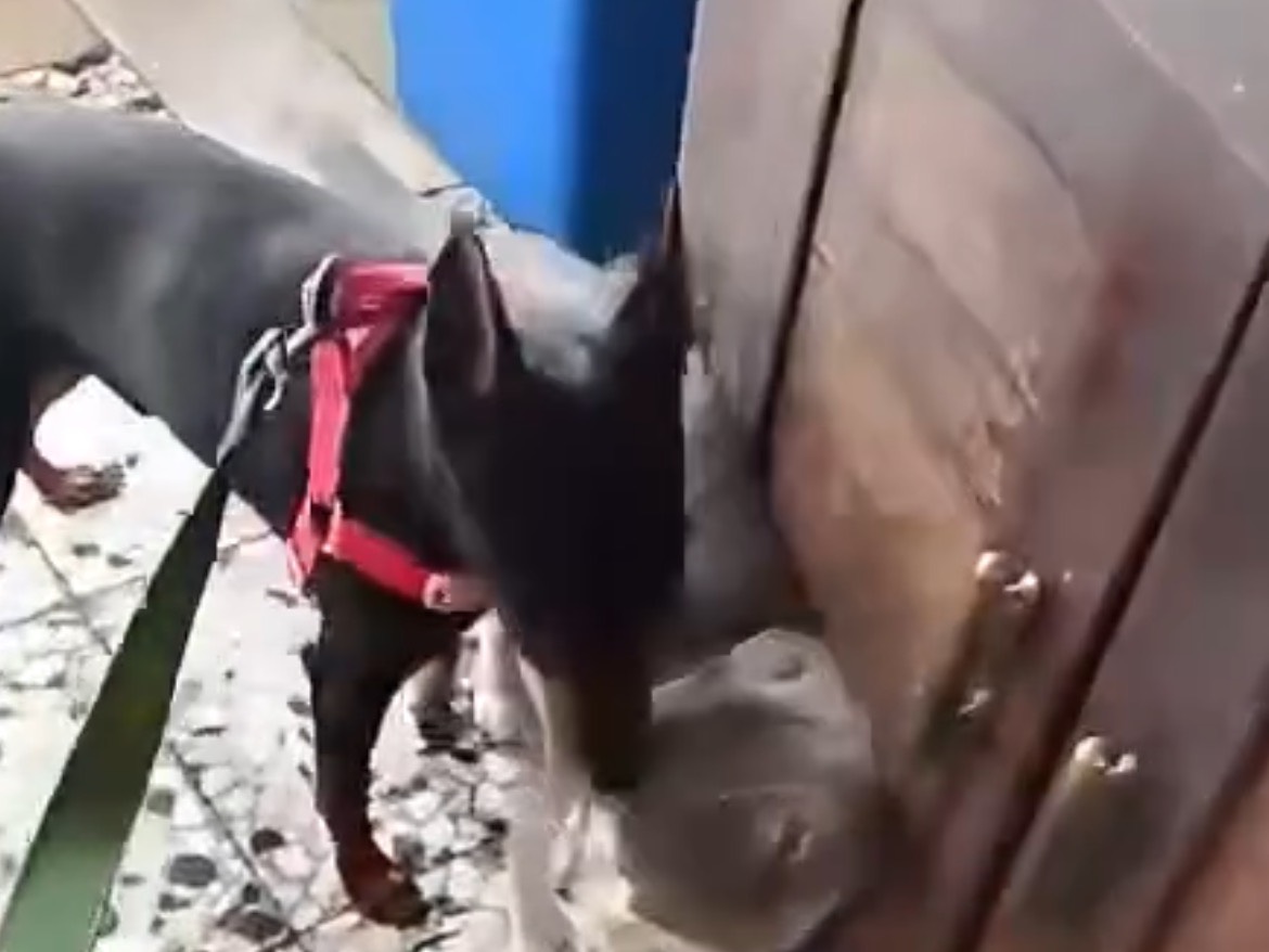 Vuoi adottare un cane a Crotone?