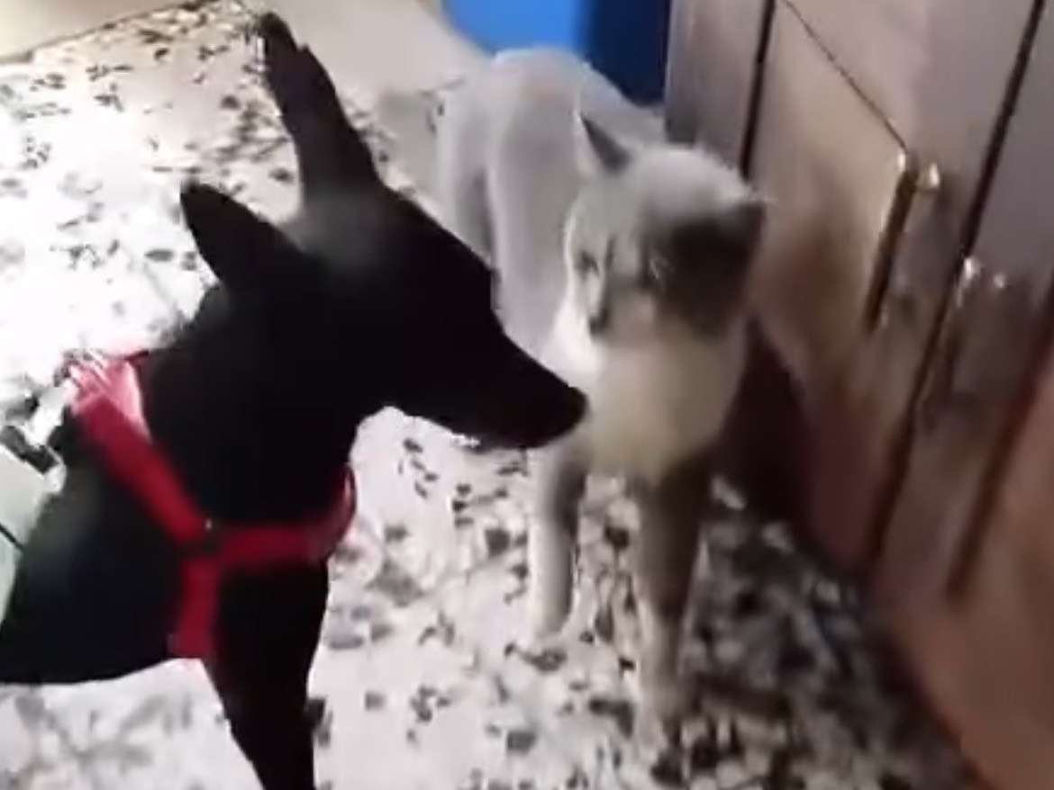 Adotta il cane NIKO a Crotone
