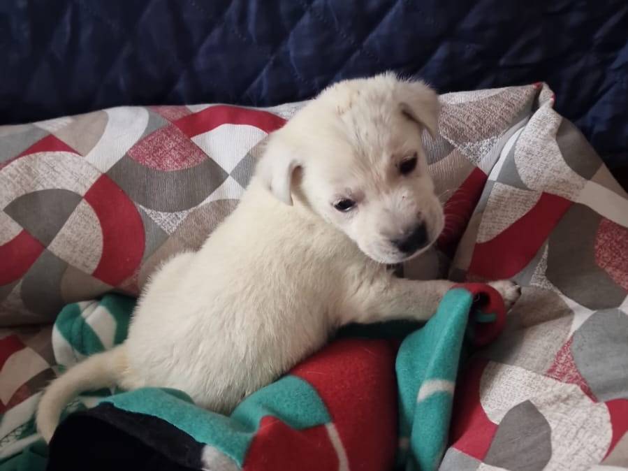 Adotta un cane, maschio, 3 mesi, Avellino