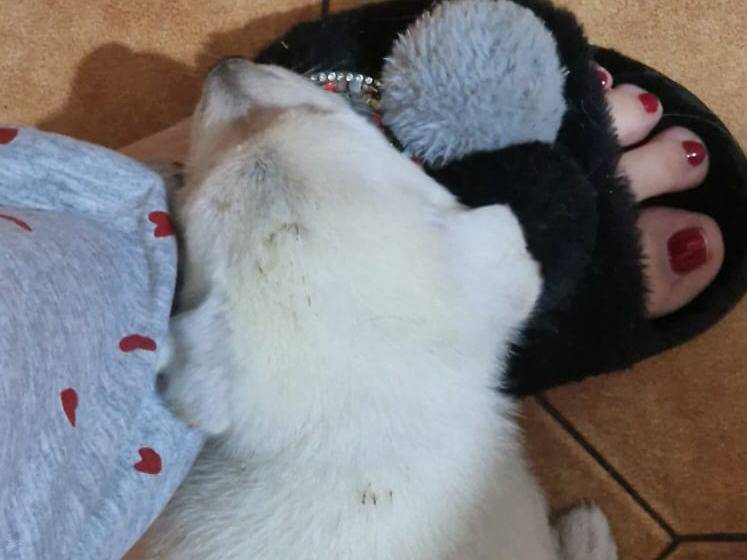Vuoi adottare un cane a Avellino?