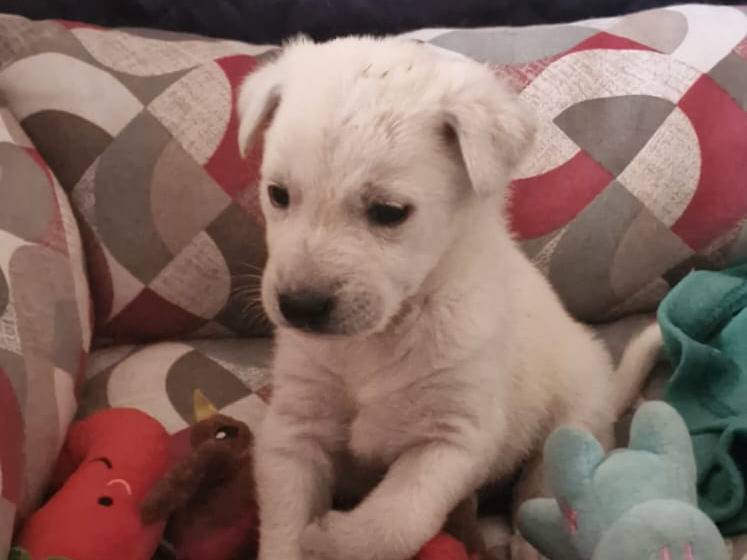 Adotta il cane Taz a Avellino