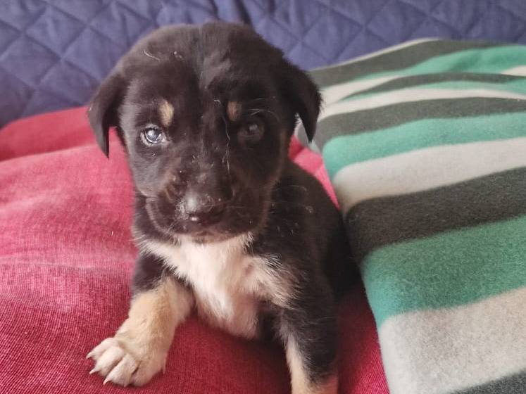 Adotta un cane, maschio, 1 mesi, Avellino
