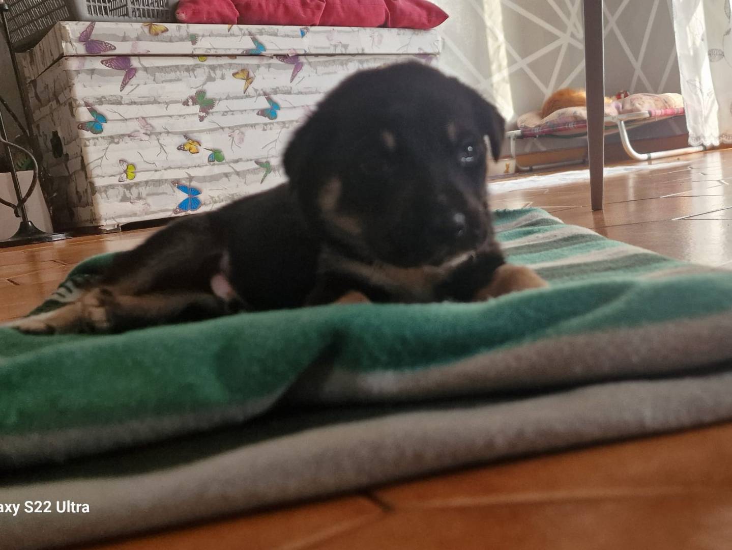 Adotta un cane, taglia media contenuta, maschio, Avellino