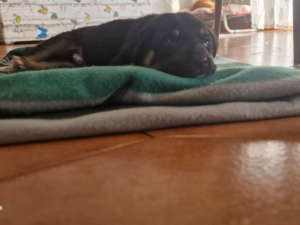 Vuoi adottare un cane a Avellino?