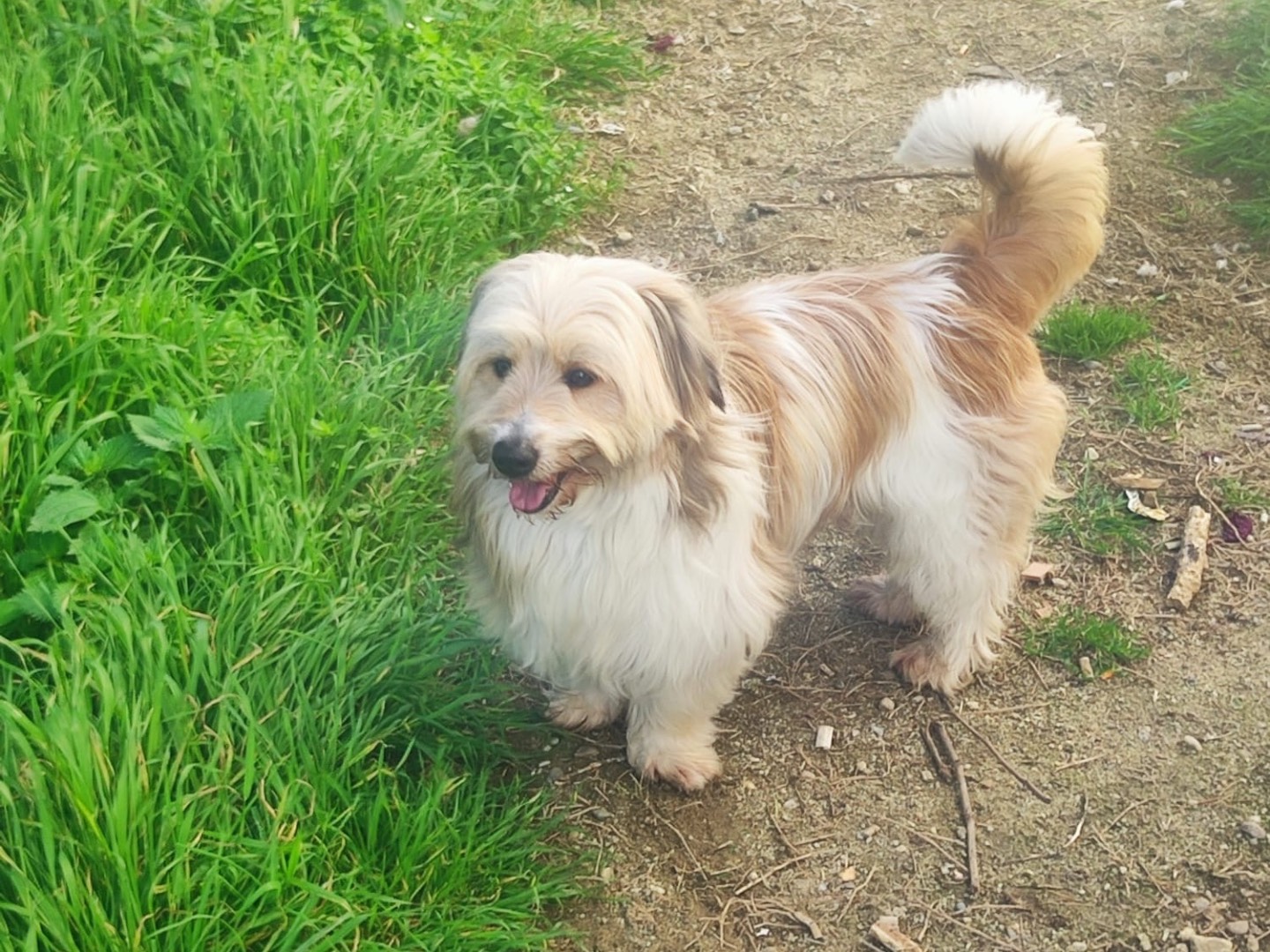 Adozione cane, maschio, Razza sconosciuta Razza sconosciuta, 11 mesi, taglia piccola, Cosenza