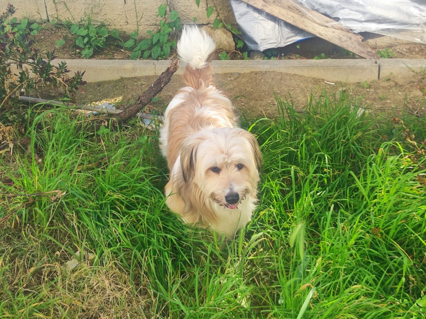 Adotta un cane, maschio, 11 mesi, Cosenza