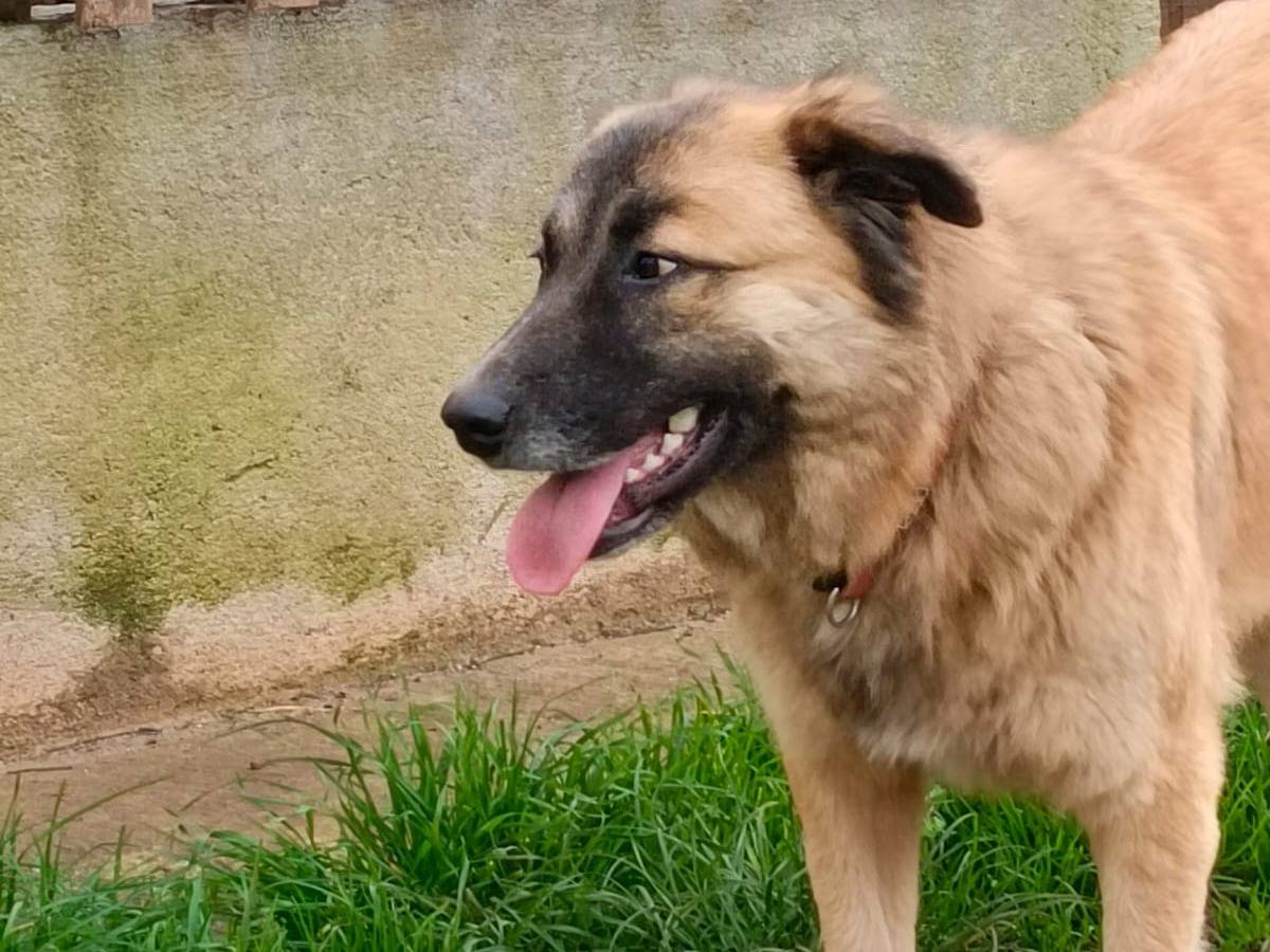 Adozione cane, femmina, Razza sconosciuta Razza sconosciuta, 1 anno e 5 mesi , taglia media, Vibo
