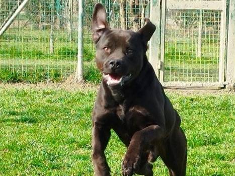 Adotta un cane, maschio, 2 anni  e 7 mesi , Pavia