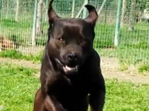 Adotta un cane, taglia media, maschio, Pavia