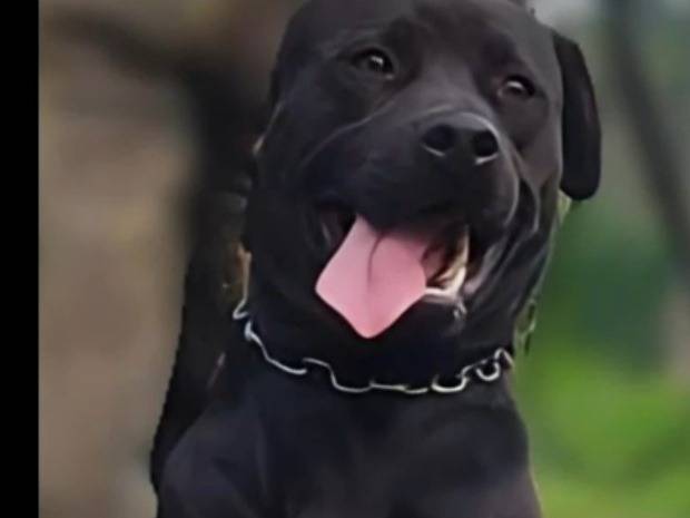 Vuoi adottare un cane a Pavia?