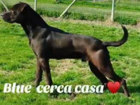 Adotta il cane Blue molossino nero a Pavia