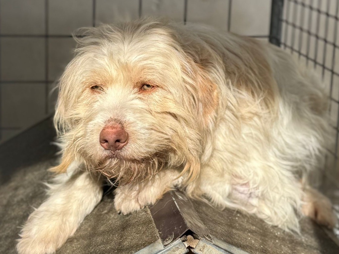 Adozione cane, femmina, Spinone Razza sconosciuta, 10 mesi, taglia media, Milano