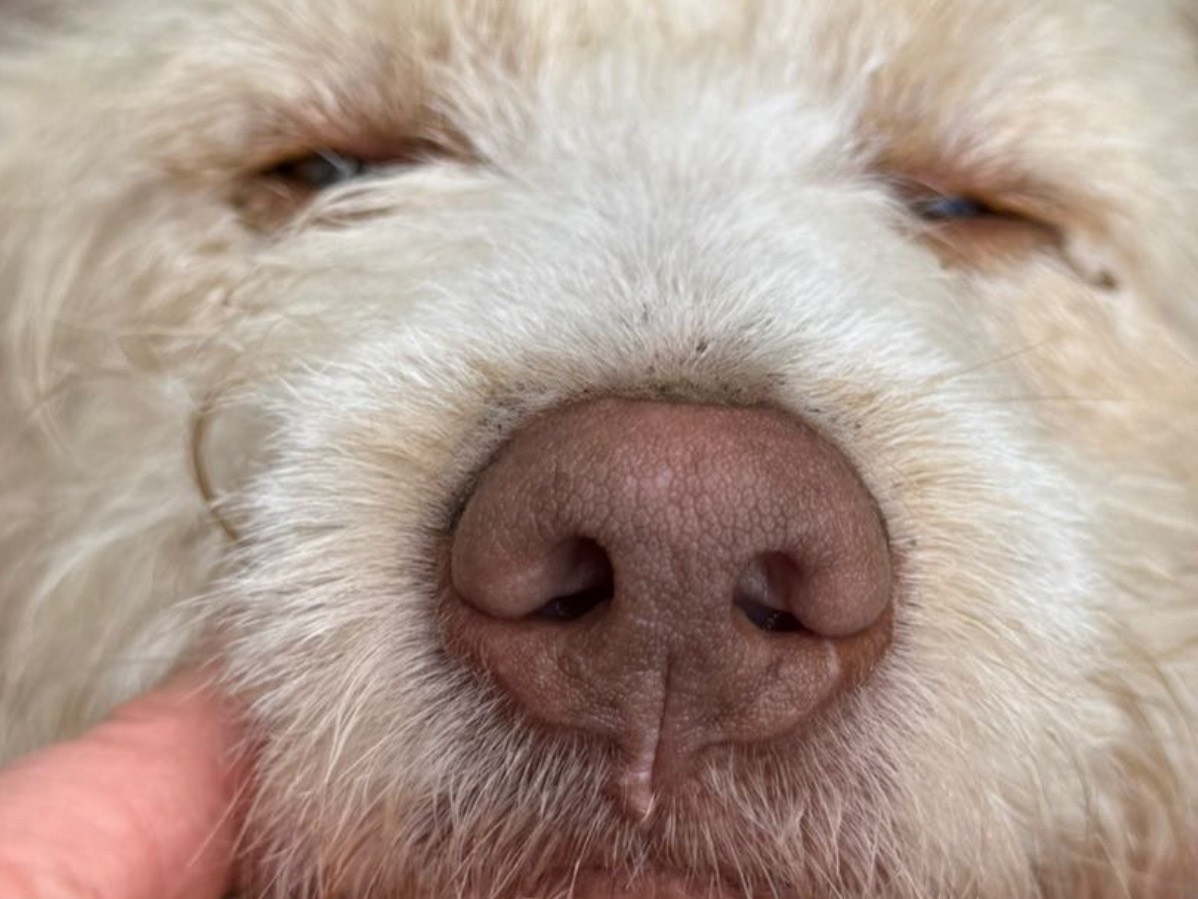Adotta un cane, femmina, 10 mesi, Milano