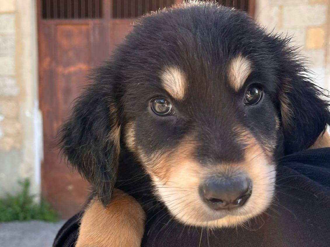 Foto dell'animale