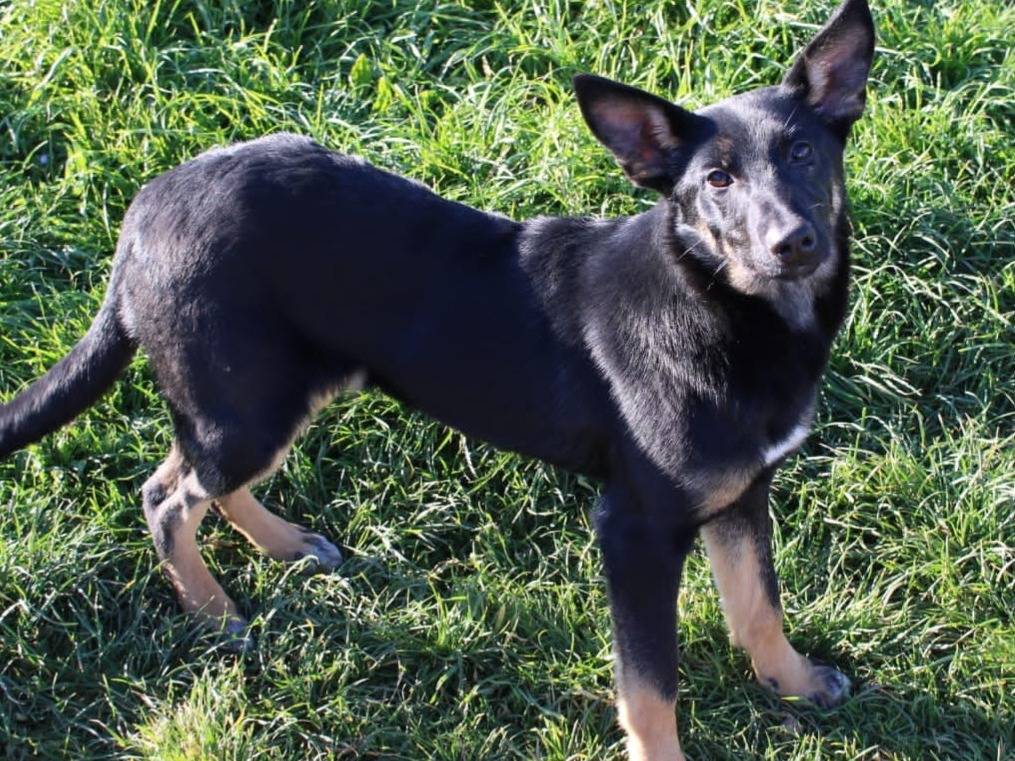 Adotta un cane, femmina, 1 anno e 11 mesi , Varese