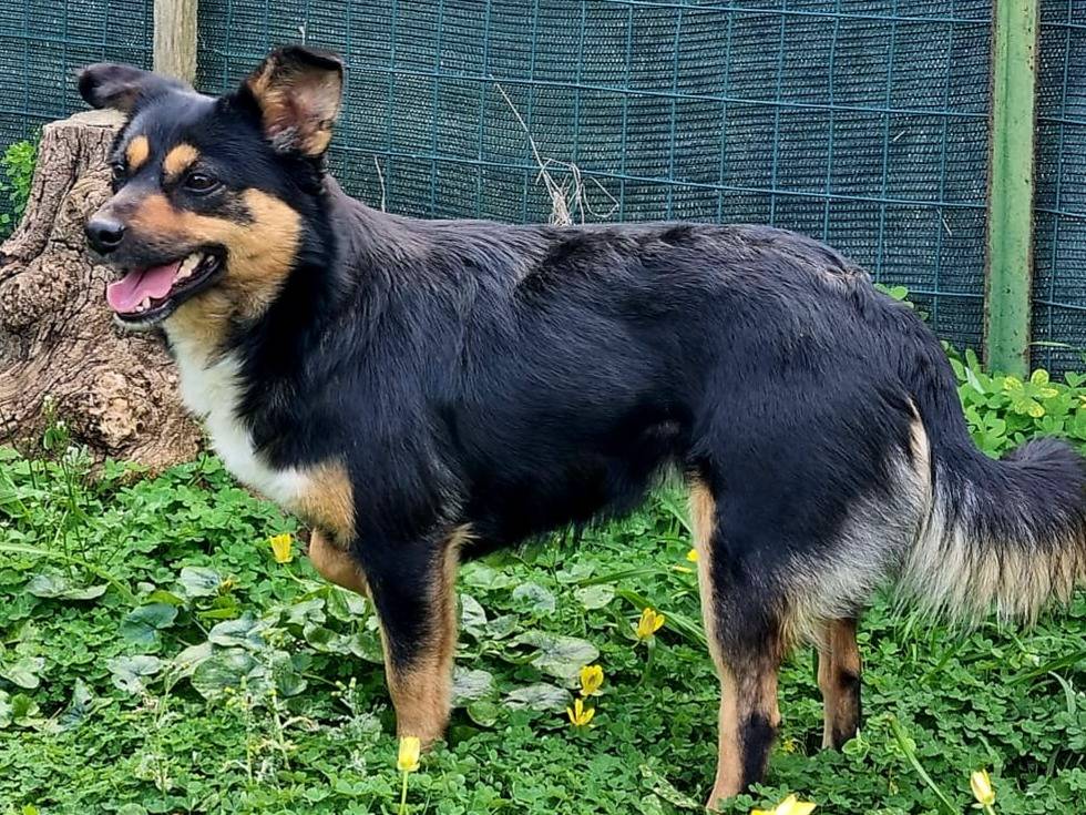 Adotta un cane, femmina, 1 anno e 11 mesi , Varese