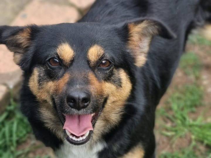 Adotta un cane, taglia piccola, femmina, Varese