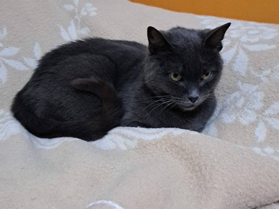 Adotta un gatto, femmina, 1 anno, Viterbo