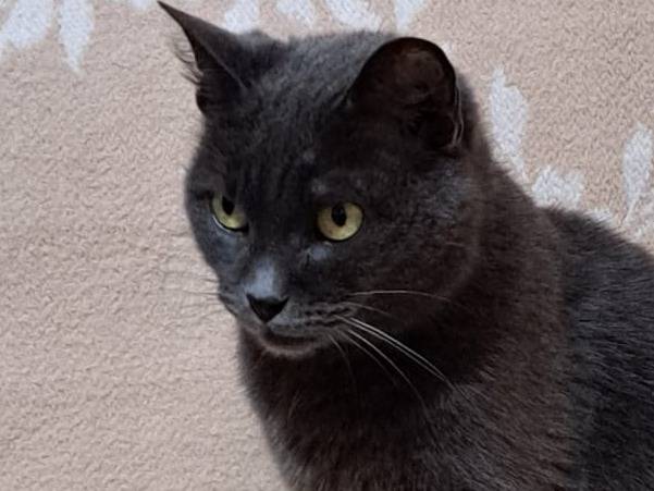 Adotta un gatto, taglia non valida, femmina, Viterbo