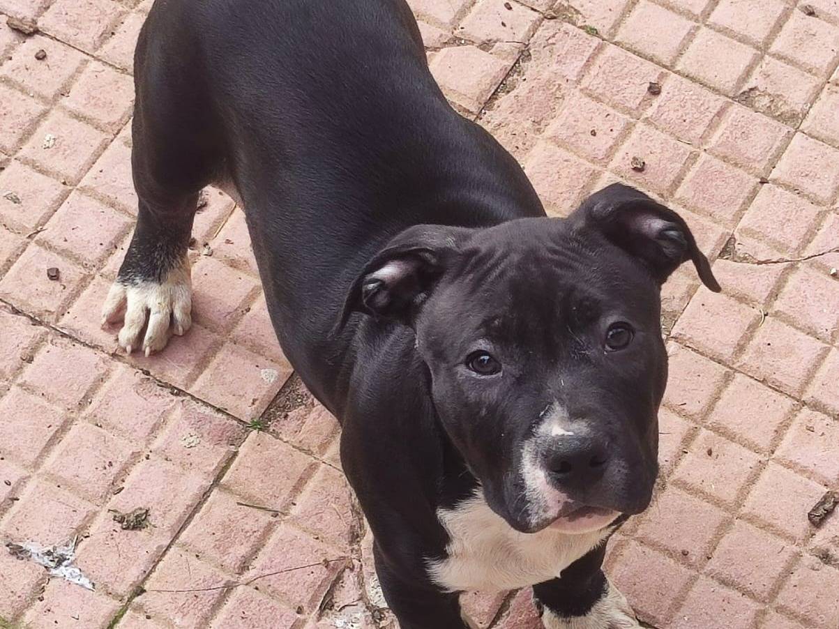 Adotta un cane, maschio, 4 mesi, Roma