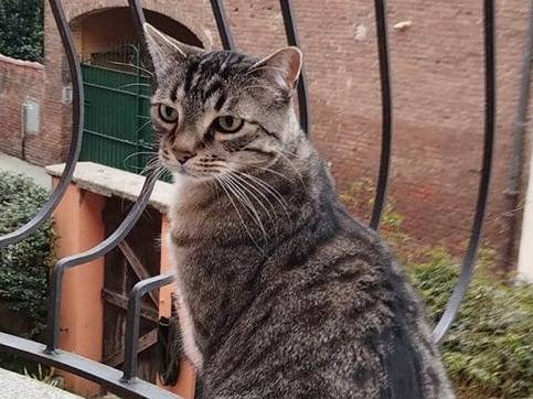 Foto dell'animale