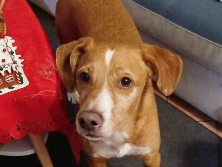 Adotta un cane, maschio, 2 anni  e 7 mesi , Milano
