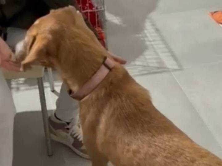 Adotta un cane, taglia media contenuta, maschio, Milano