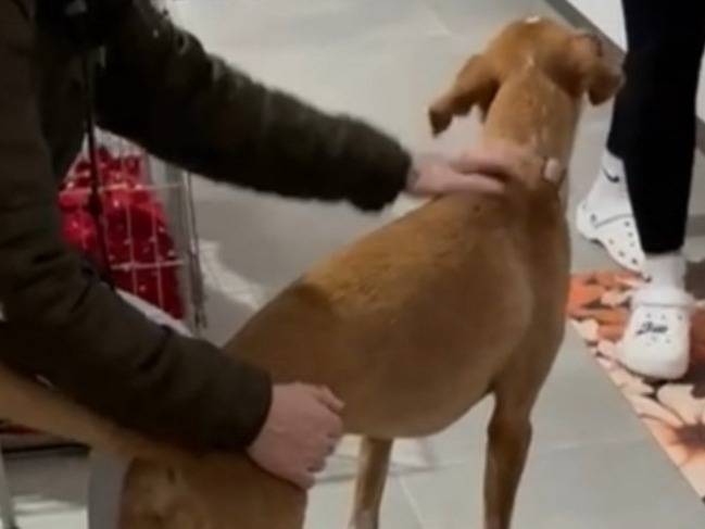 Vuoi adottare un cane a Milano?
