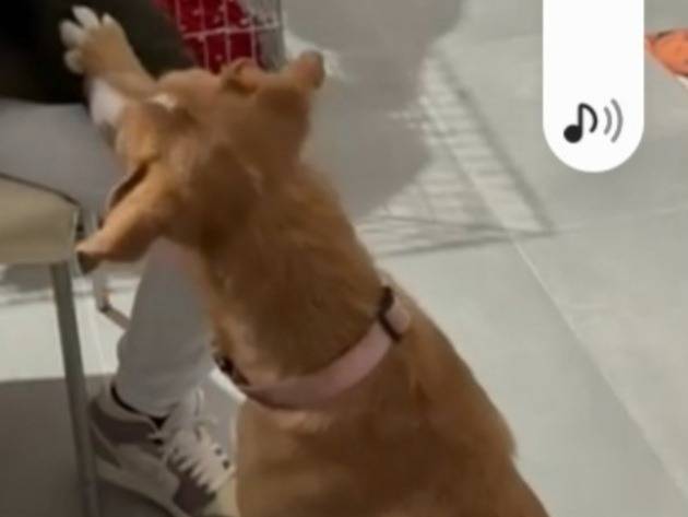 Adotta il cane Spritz giovane color miele a Milano