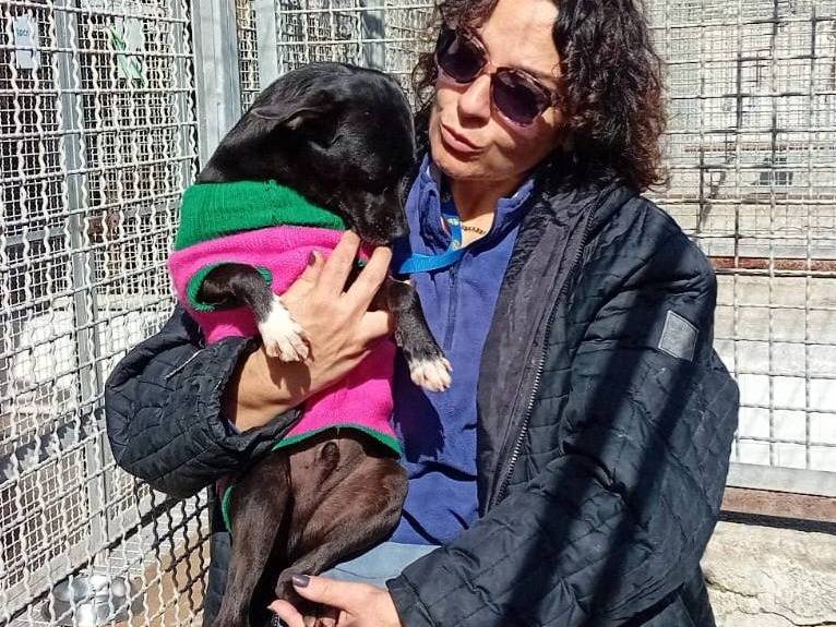 Adotta un cane, maschio, 2 anni , Caserta