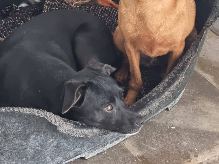 Adotta un cane, taglia piccola, maschio, Caserta