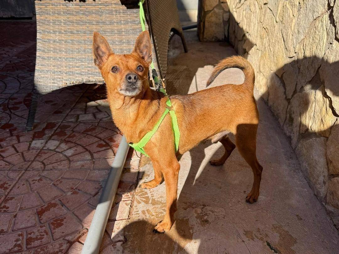 Adotta un cane, maschio, 2 anni , Caserta