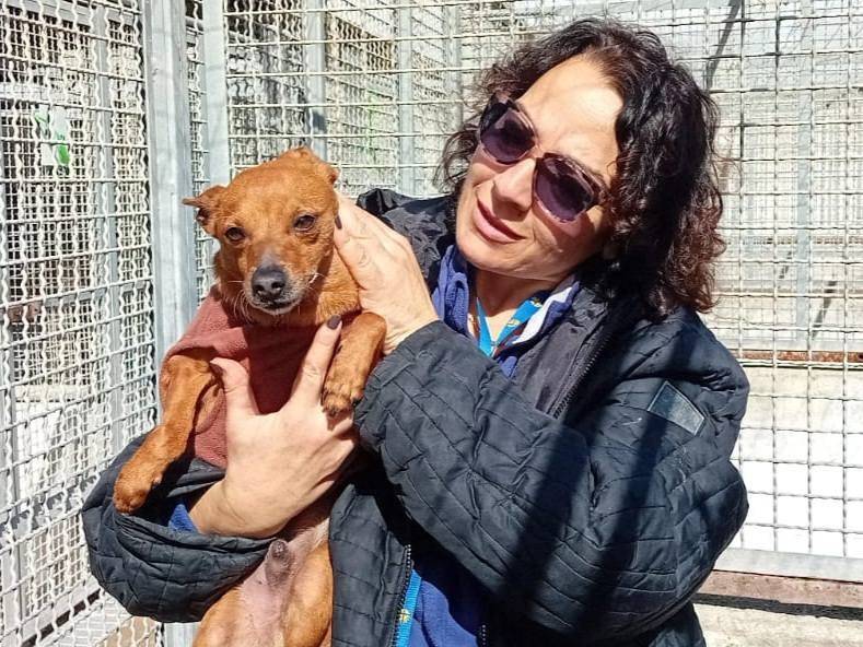 Adotta un cane, taglia piccola, maschio, Caserta