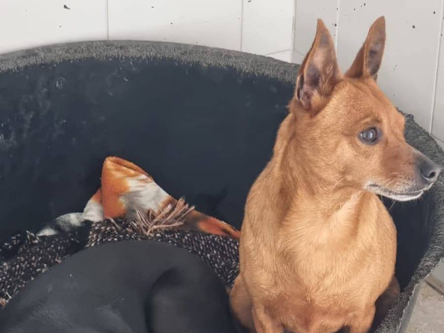 Vuoi adottare un cane a Caserta?