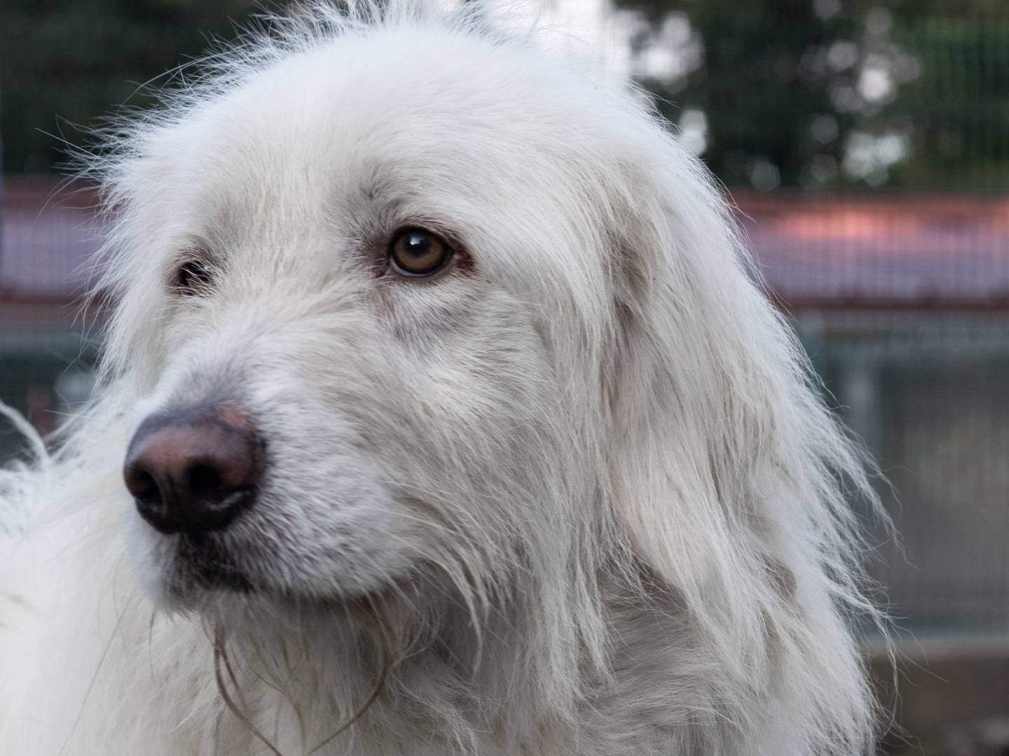 Foto dell'animale