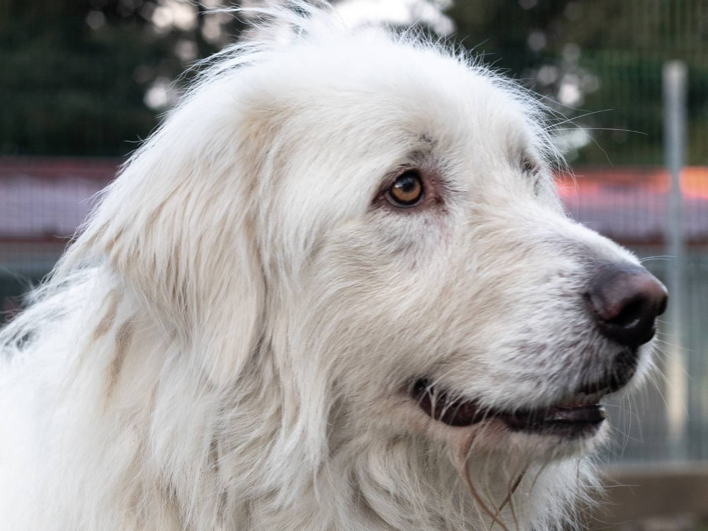 Adotta un cane, maschio, 2 anni  e 3 mesi , Siena