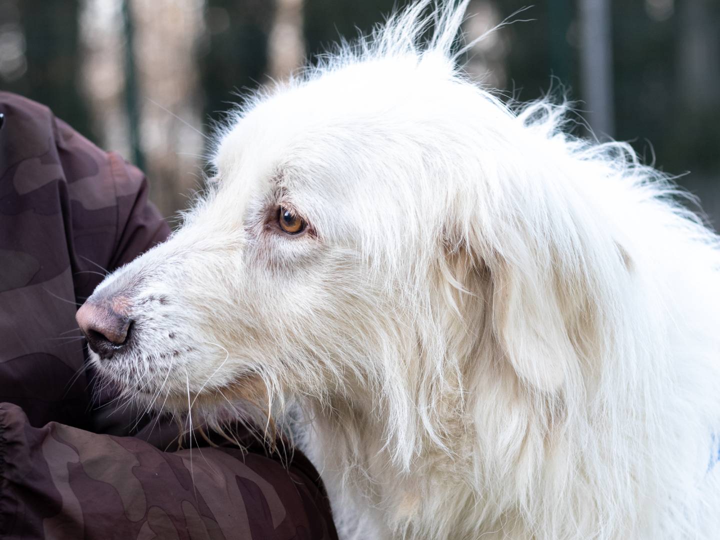 Vuoi adottare un cane a Siena?