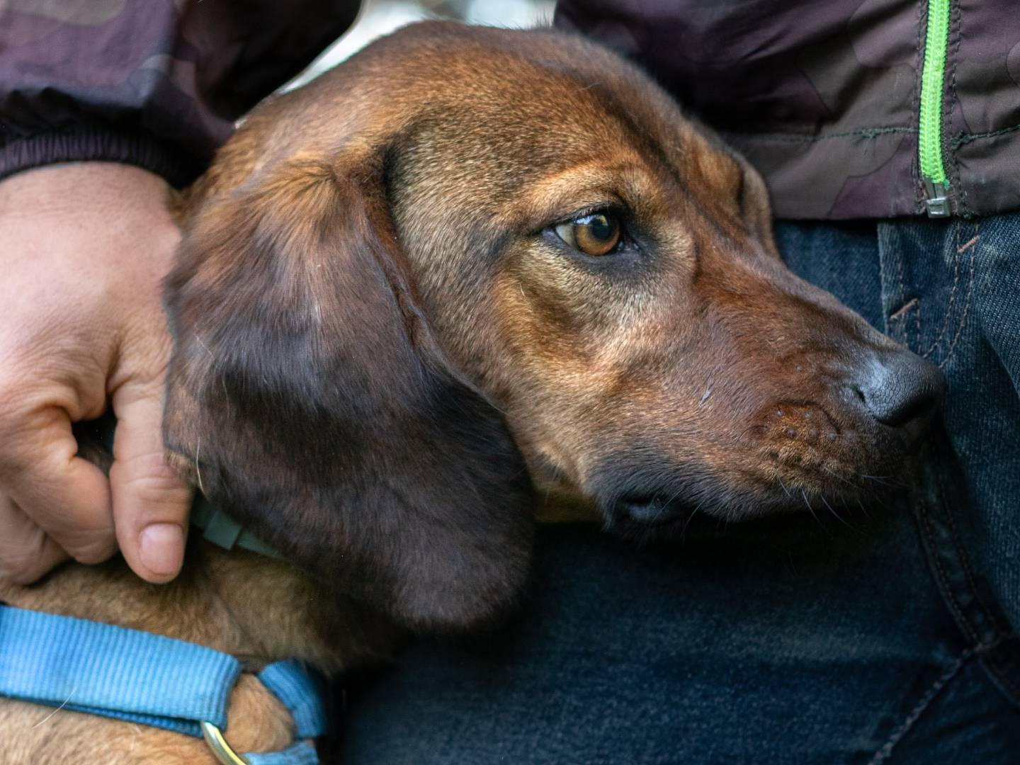 Foto dell'animale