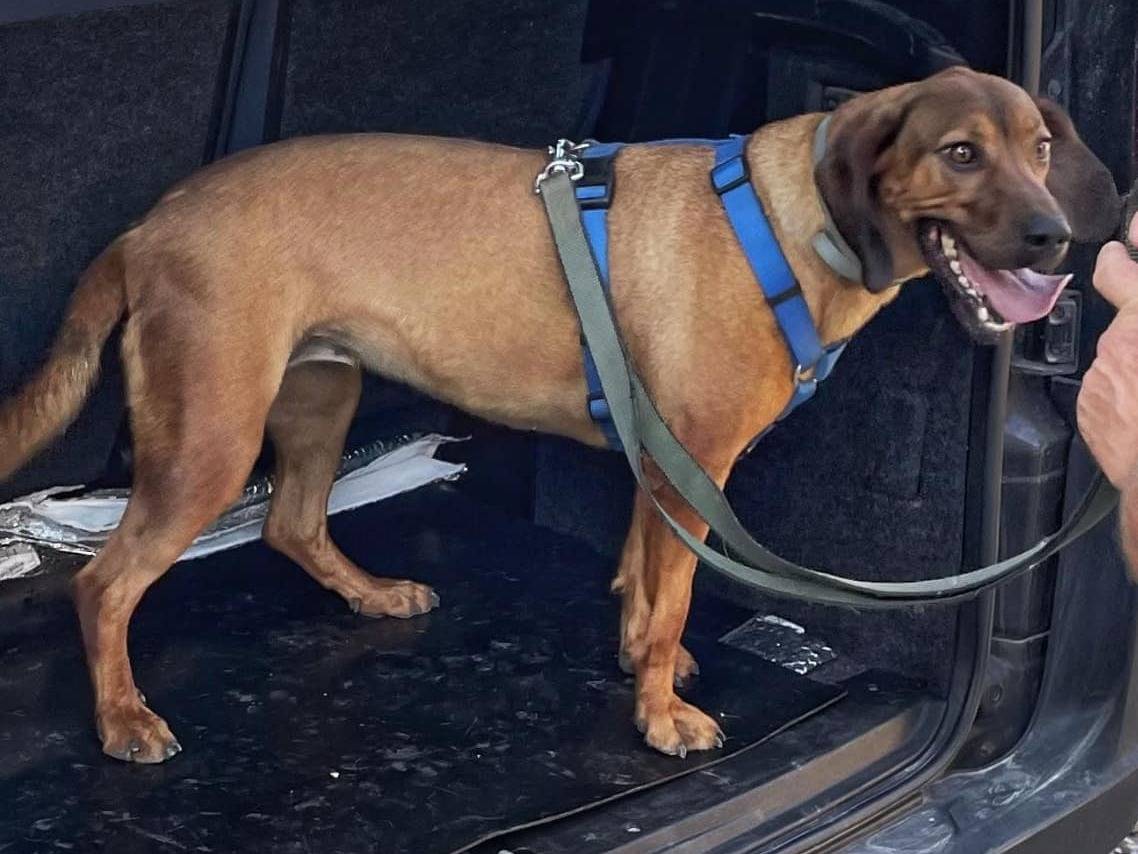 Adotta un cane, femmina, 3 anni  e 10 mesi , Siena