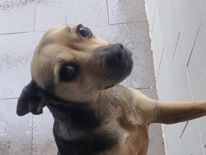 Adozione cane, femmina, Razza sconosciuta Razza sconosciuta, 4 anni e 1 mese, taglia piccola, Caserta