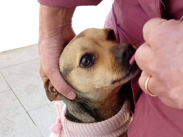 Adotta un cane, taglia piccola, femmina, Caserta